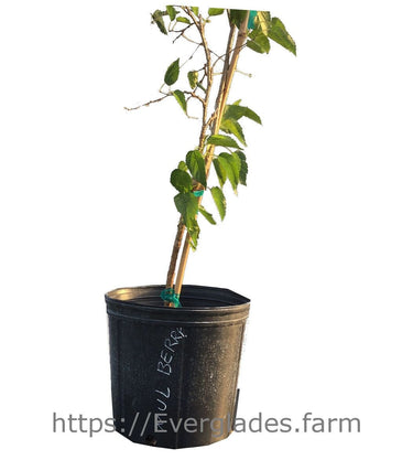Mulberry Dwarf Everbearing Tree
